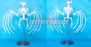 SMALL HUMAN SKELETON BAT ARENOID MODEL